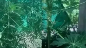 Bhopal Laborer Grows Ganja Plants