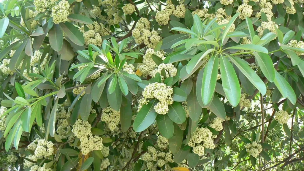 mp government bans Conocarpus and Saptaparni became fifth state