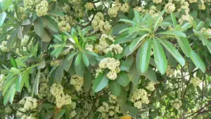 mp government bans Conocarpus and Saptaparni became fifth state