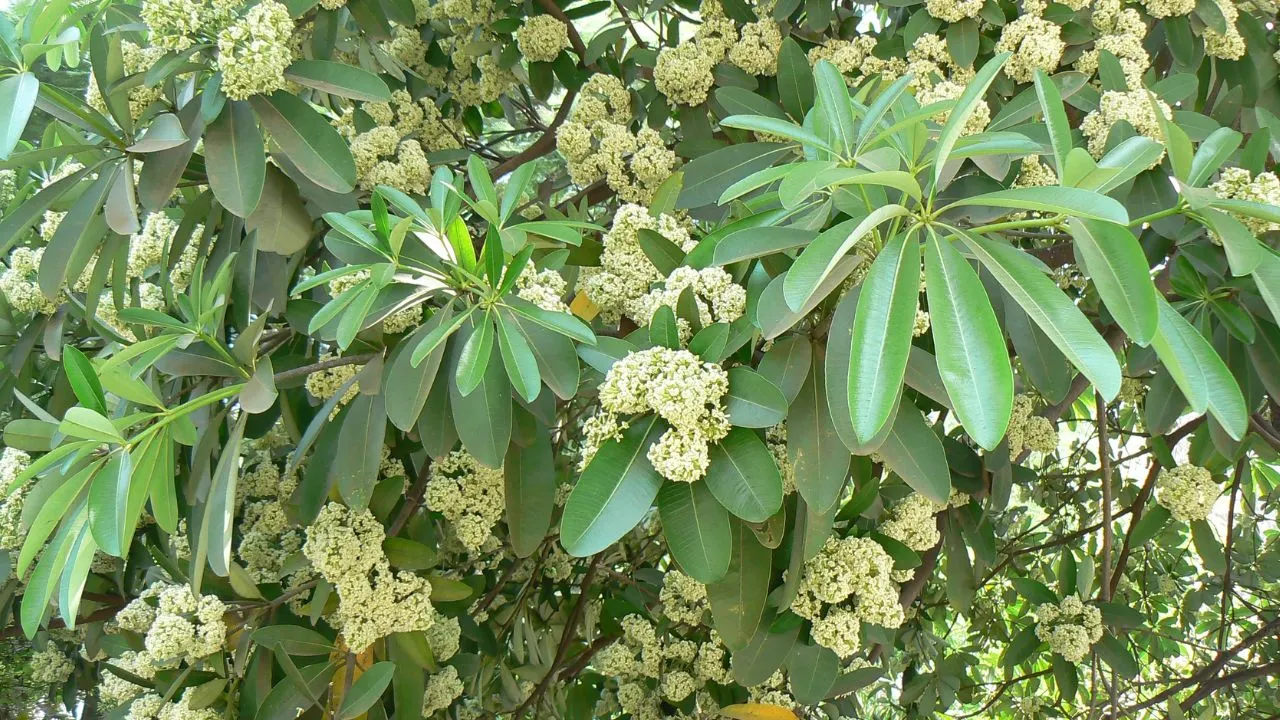 mp government bans Conocarpus and Saptaparni became fifth state