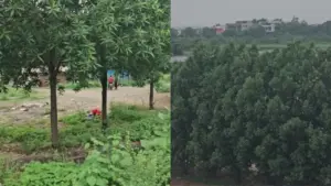 Ban imposed on Conocarpus plants in Chhattisgarh