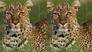 Leopard (file photo)