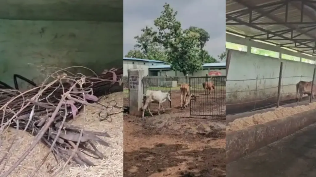 Reality check of cow shelters in Deori