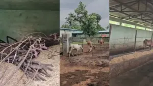 Reality check of cow shelters in Deori
