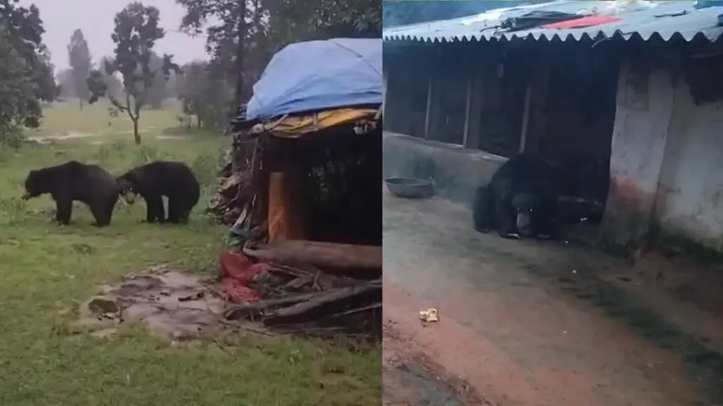 Every evening the bears come to the hut to eat the offerings.