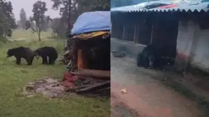Every evening the bears come to the hut to eat the offerings.