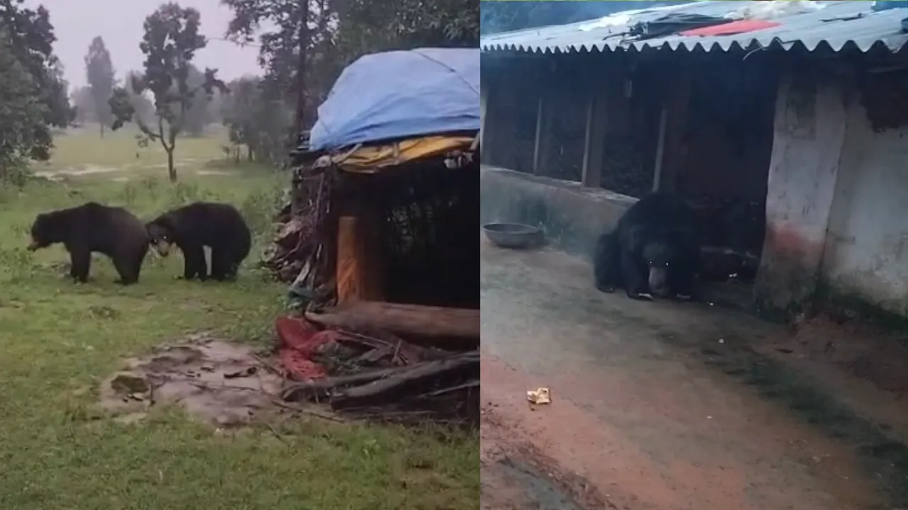 Every evening the bears come to the hut to eat the offerings.