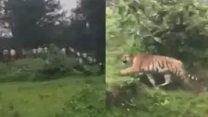 Balaghat Tiger Attack