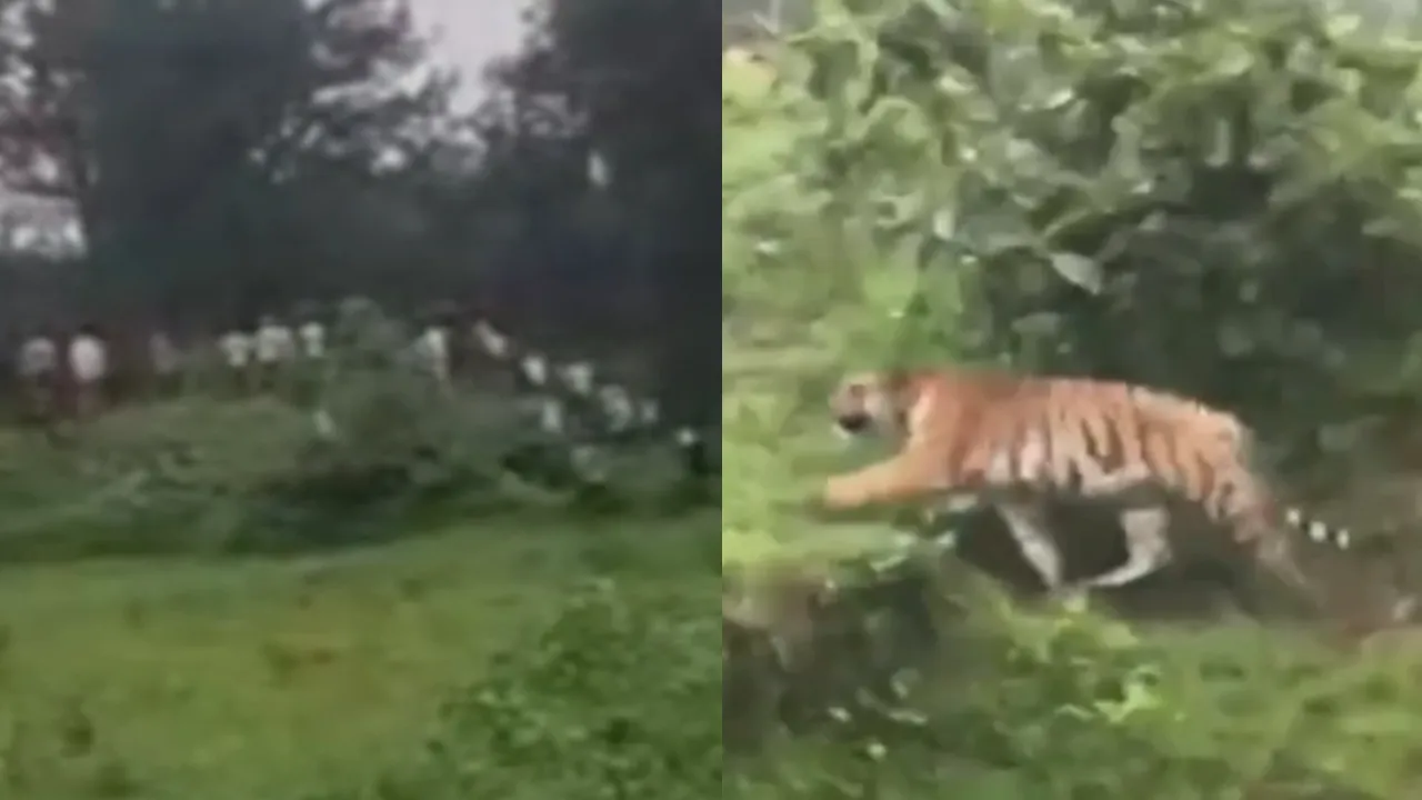 Balaghat Tiger Attack