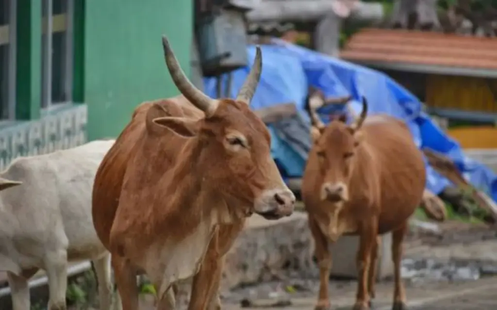 rajnandgaon