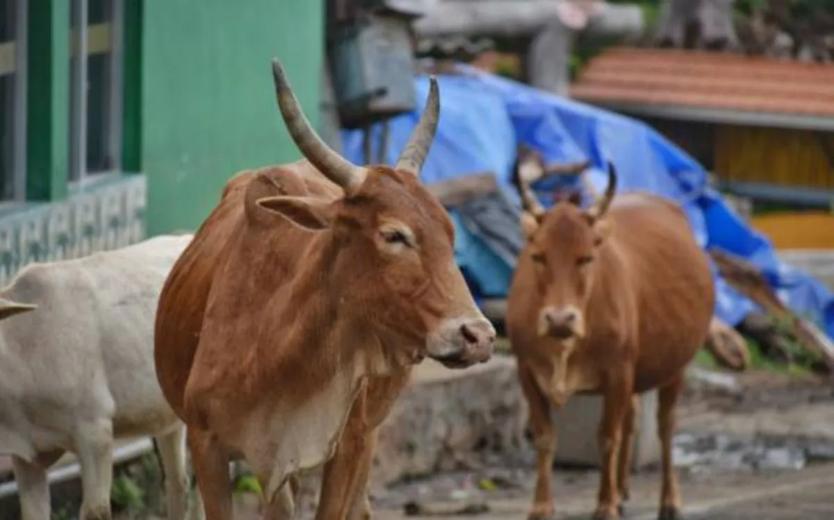 rajnandgaon