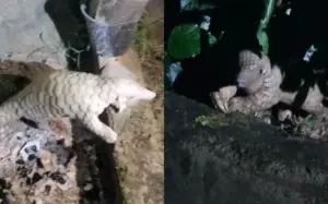 pangolin
