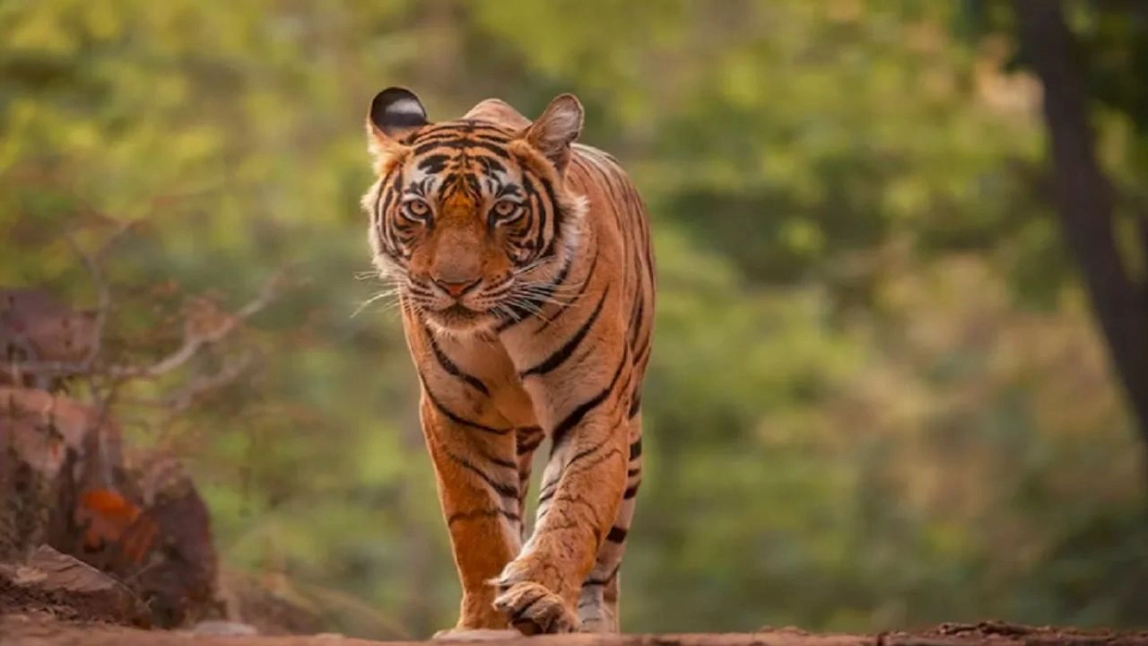 Indravati Tiger Reserve