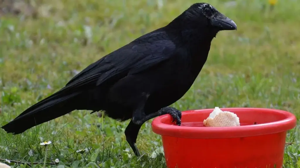 Crow
