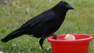 Crow