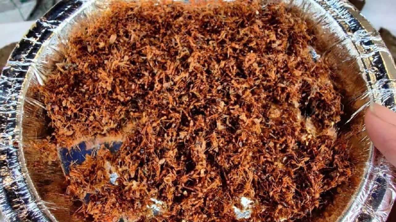 Red Ant Chutney