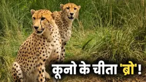 kuno cheetah friendship bonding
