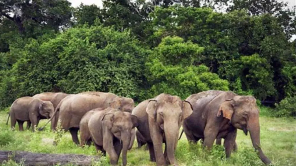 Wild elephant