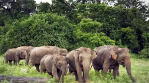 Wild elephant