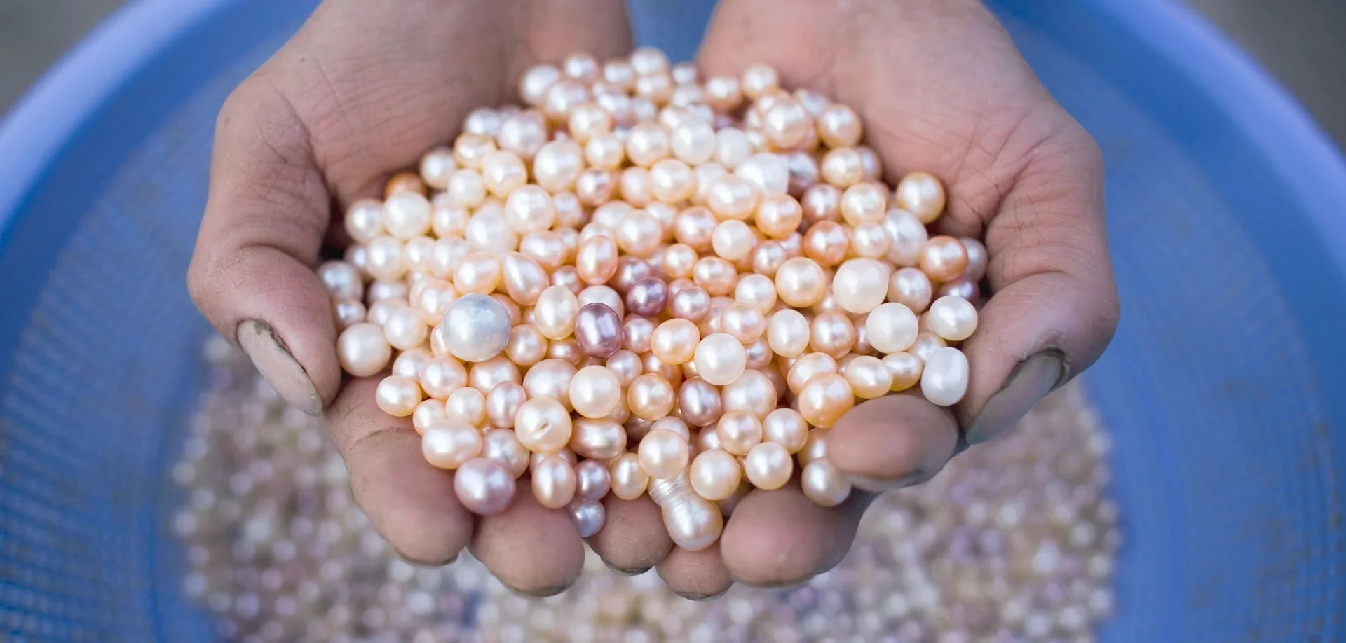 Favorable environment for pearl farming in Bastar, yet no interest among farmers.
