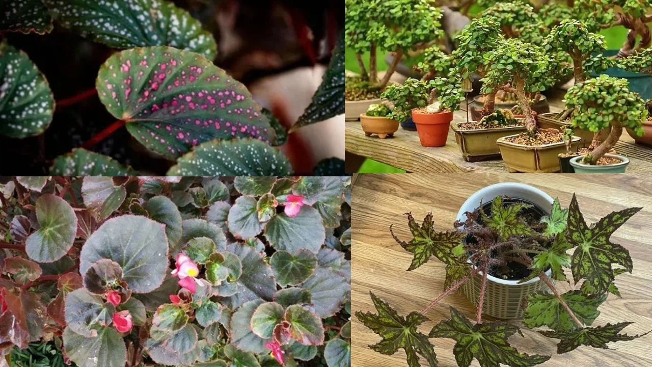 plants