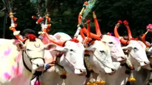 pora tihar