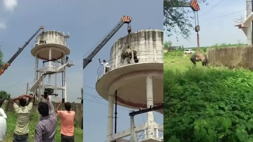 sheopur 60 feet water tank bull rescue after 42 hours