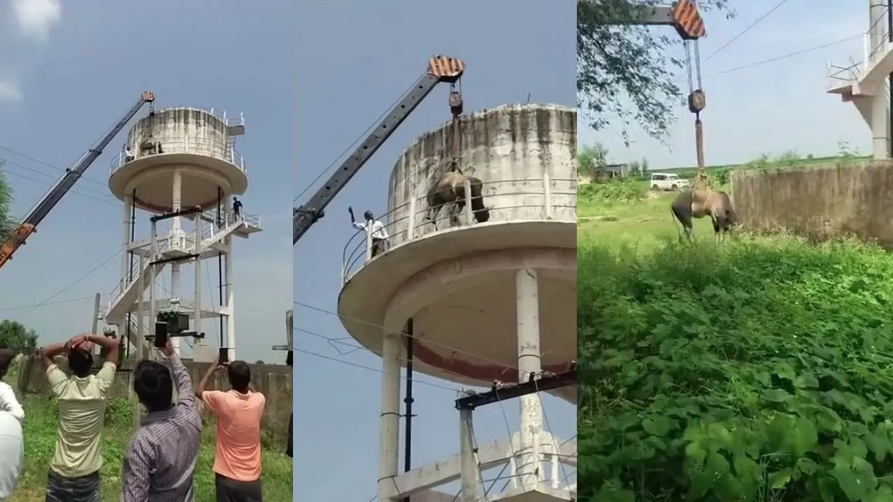sheopur 60 feet water tank bull rescue after 42 hours