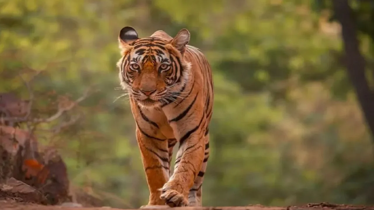 Tiger