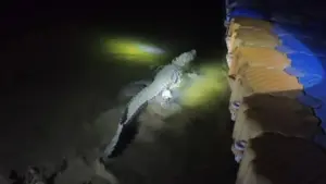 Chambal River Crocodile