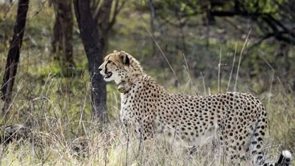 Project Cheetah MP