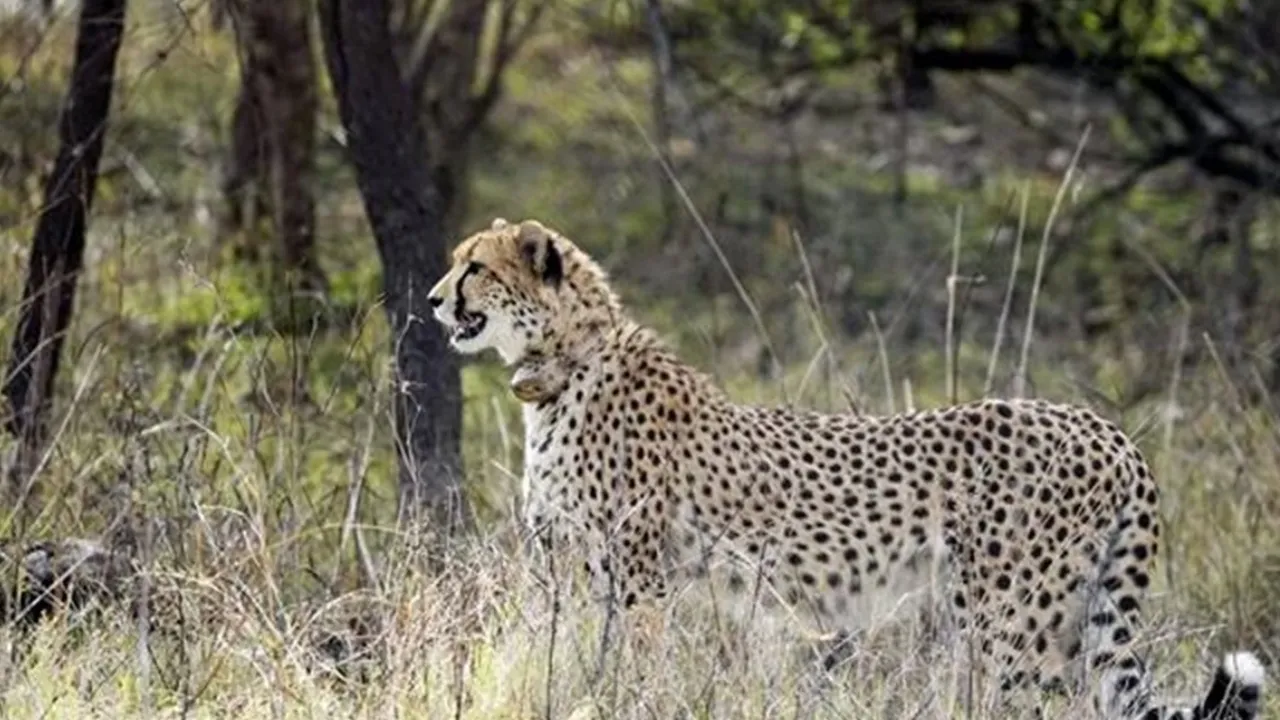 Project Cheetah MP