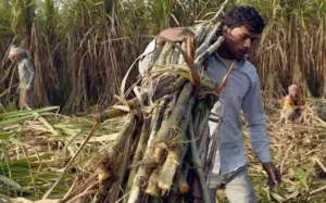cg kisaan