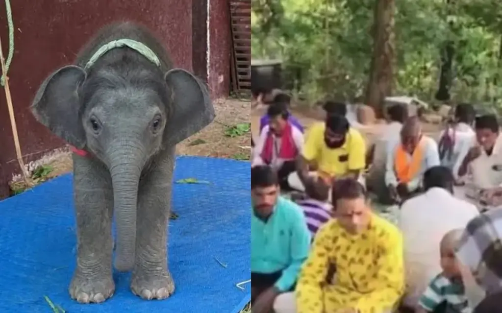 korba hathi ka baccha