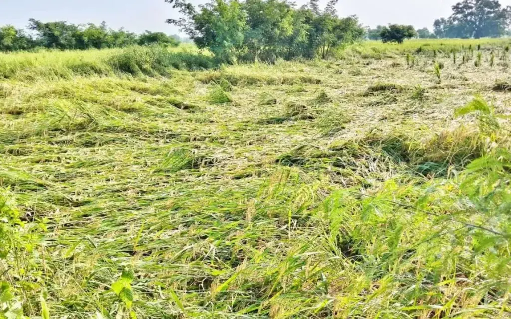 तूफान ‘अर्नब’ ने मचाई तबाही, MP के किसान ने अपनाया देसी तरीका, पढ़ें कैसे बचाई फसल