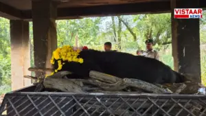 raipur-local-news-himalayan-bear-phaphori-death-nandanvan-zoo-jungle-safari