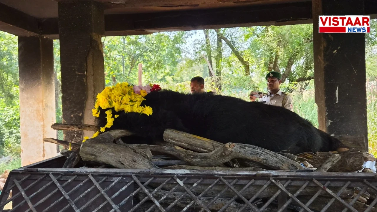 raipur-local-news-himalayan-bear-phaphori-death-nandanvan-zoo-jungle-safari