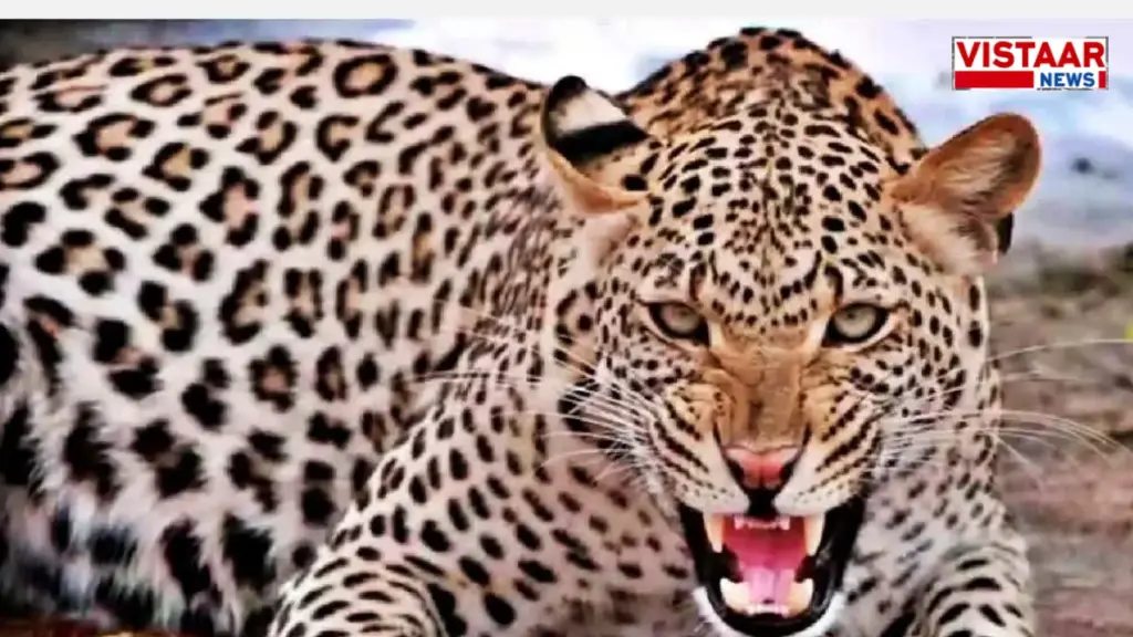 kawardha-local-news-leopard-movement-g-shyam-nagar-colony-ccctv-camera-roaring-sound-forest-department