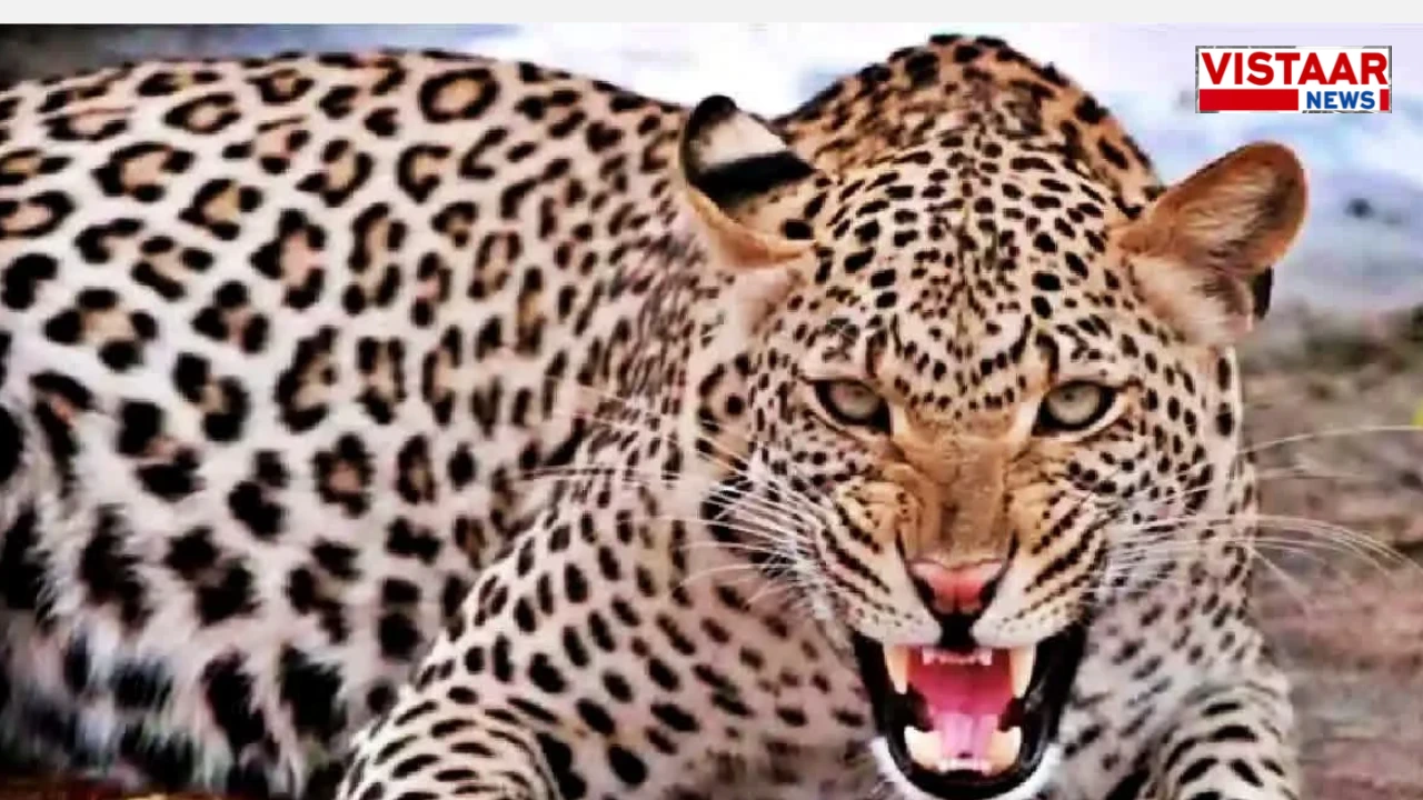 kawardha-local-news-leopard-movement-g-shyam-nagar-colony-ccctv-camera-roaring-sound-forest-department