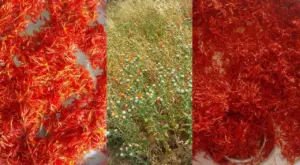 Saffron cultivation in Katni (1)