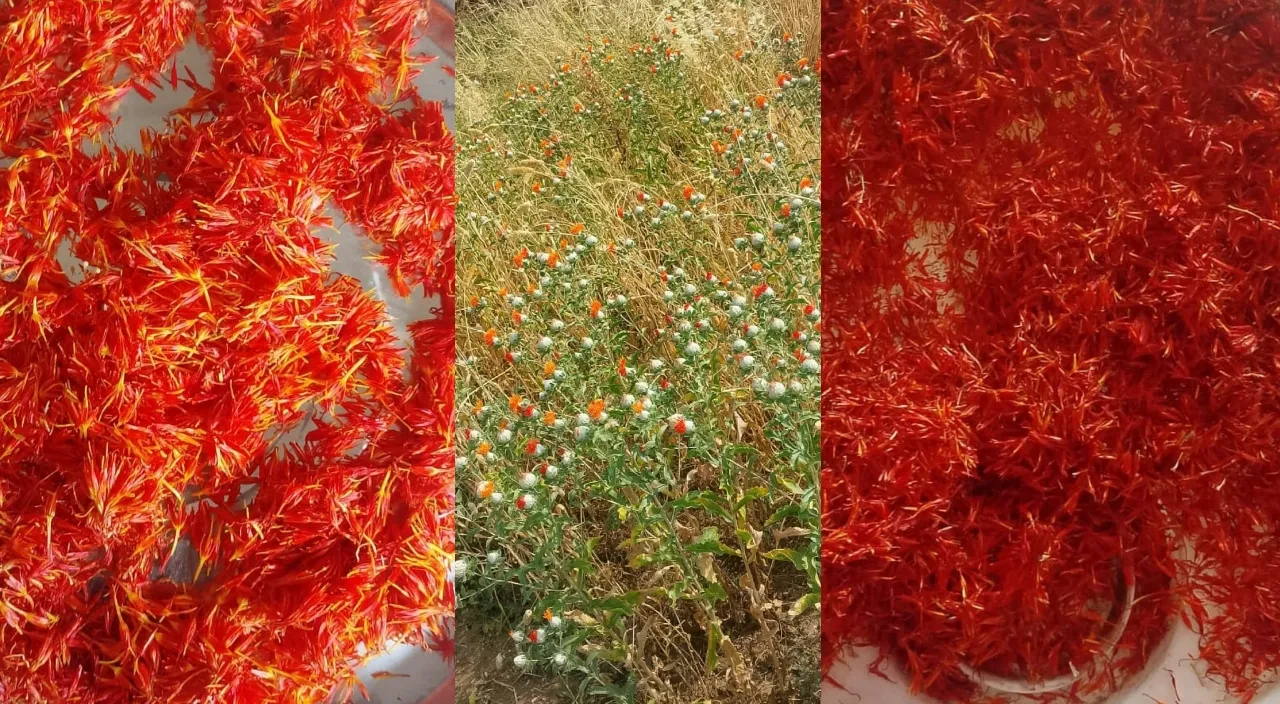 Saffron cultivation in Katni (1)