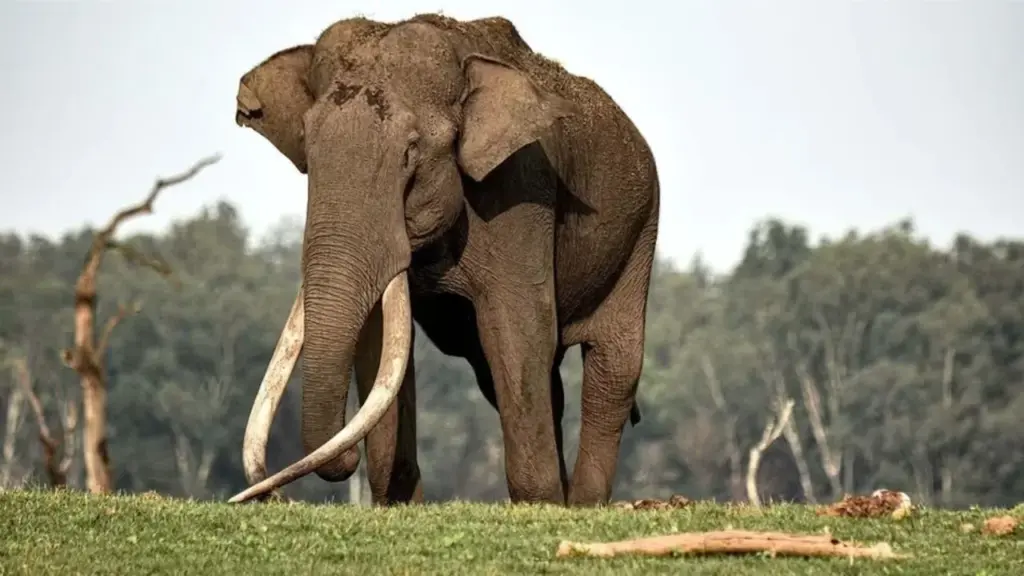 Wild elephant