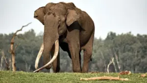 Wild elephant