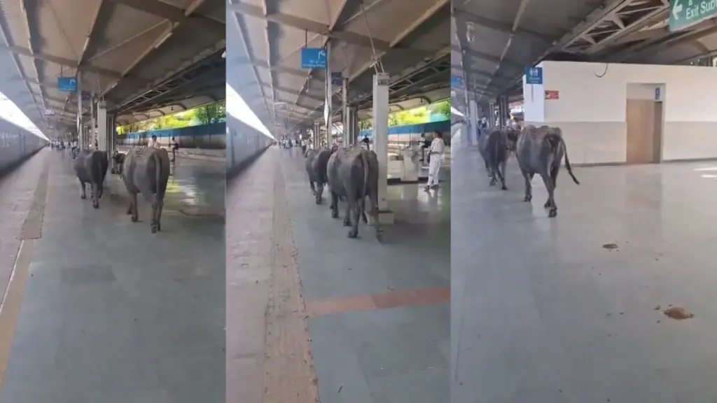 Bhopal: Two buffaloes spotted at Rani Kamlapati Railway Station.