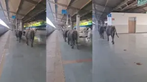 Bhopal: Two buffaloes spotted at Rani Kamlapati Railway Station.