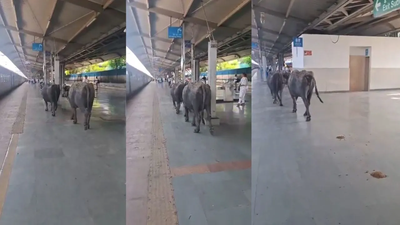 Bhopal: Two buffaloes spotted at Rani Kamlapati Railway Station.
