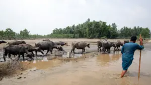 MP Dairy Plus Yojana