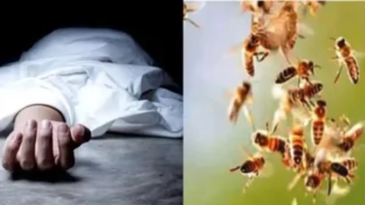 dewas bee attack