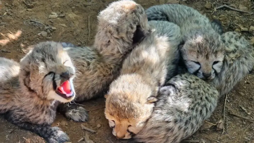 sheopur kuno cheetah five cub