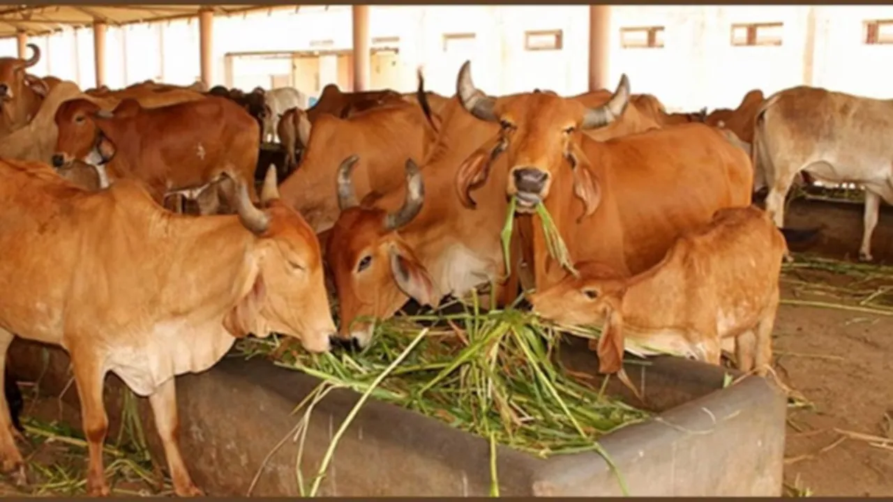 mp cow farming subsidy yojana